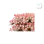 لگو ساختنی درخت شکوفه گیلاس (Cherry Blossom) QS08 - مدل دکوراتیو 2000+ قطعه